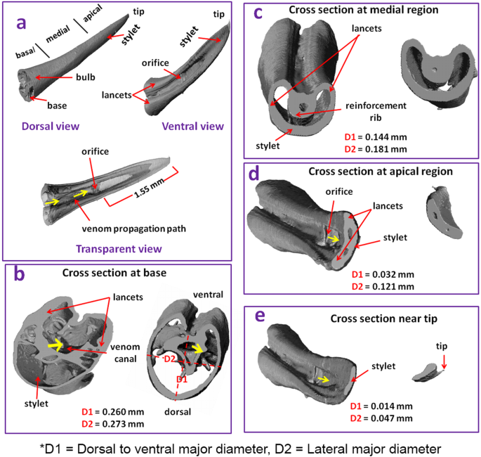 Biomechanical Evaluation of Wasp and Honeybee Stingers | Scientific Reports