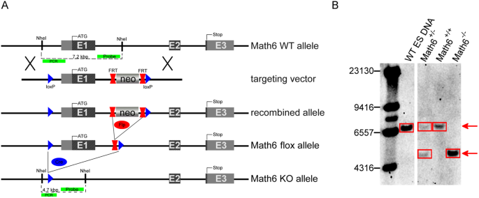 Murine transcription factor math6 is a regulator of placenta development