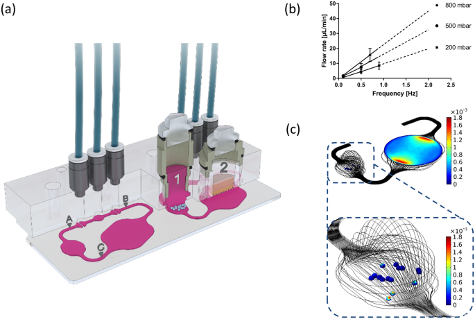 Simultaneous Evaluation Of Anti Egfr Induced Tumour And Adverse Skin Effects In A Microfluidic Human 3d Co Culture Model Scientific Reports