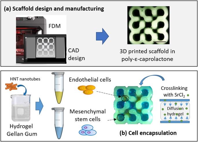 Pectin-GPTMS-Based Biomaterial: toward a Sustainable Bioprinting of 3D  scaffolds for Tissue Engineering Application