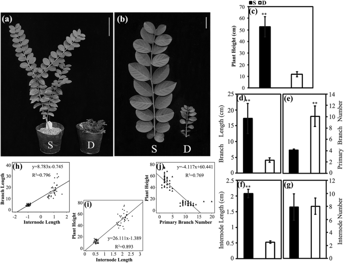 Study Genes Dwarf Environment In >> Transcriptome Analysis Of The Genes Regulating Phytohormone And Study Genes Dwarf Environment In >> Transcriptome Analysis Of The Genes Regulating Phytohormone And