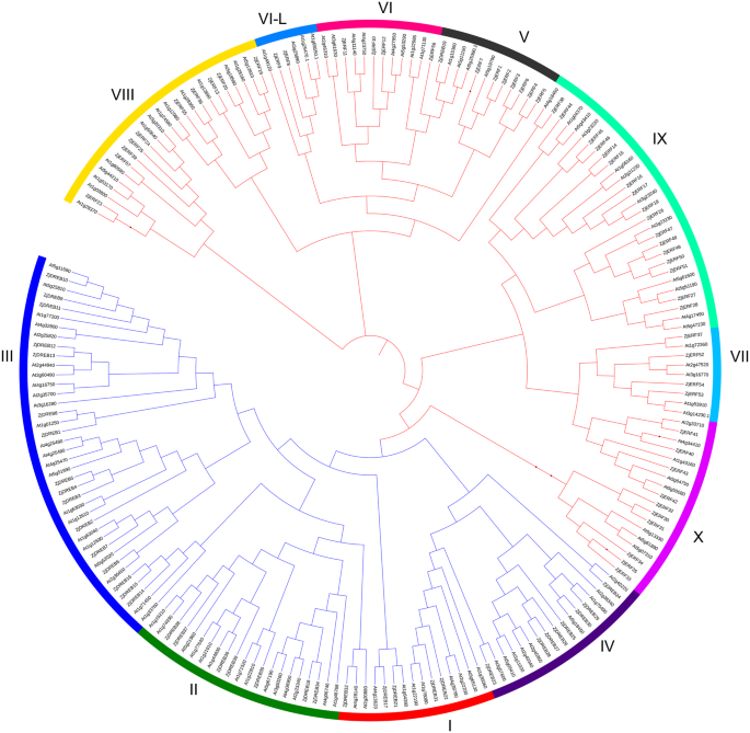 Genome Wide Identification Of Ap2 Erf Superfamily Genes And Their Expression During Fruit Ripening Of Chinese Jujube Scientific Reports