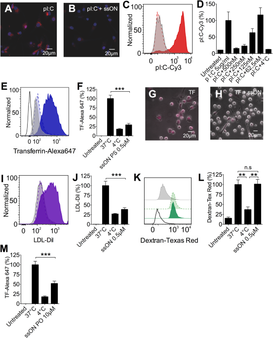 Single Stranded Nucleic Acids Regulate Tlr3 4 7 Activation Through Interference With Clathrin Mediated Endocytosis Scientific Reports