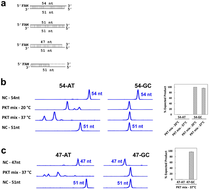 Solidphase enzyme catalysis of DNA end repair and 3′ Atailing reduces