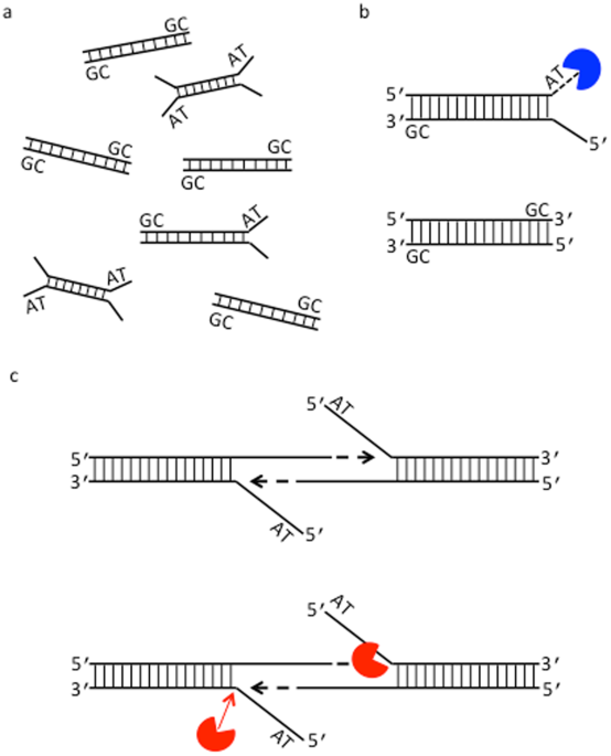 Solidphase enzyme catalysis of DNA end repair and 3′ Atailing reduces