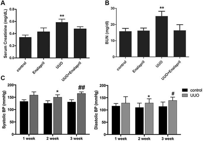 pathological cardiac remodeling occurs early in ckd mice fromuuo injury causes moderate kidney dysfunction and elevated blood pressure in mice (a) serum creatinine for the uuo mice was significantly elevated 3 weeks