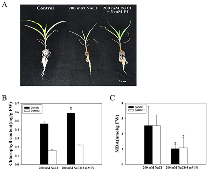 Exogenous Pi Supplementation Improved The Salt Tolerance Of Maize Zea Mays L By Promoting Na Exclusion Scientific Reports