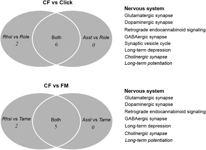 comparative cochlear transcriptomics of echolocating bats provides central nervous system vs peripheral nervous system venn diagram