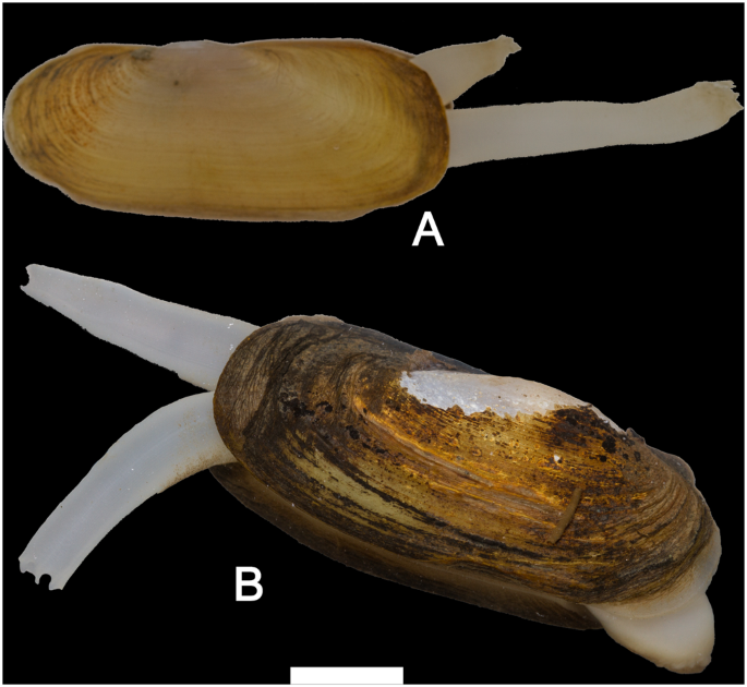 Discovery of Novaculina myanmarensis sp. nov. (Bivalvia Pharidae