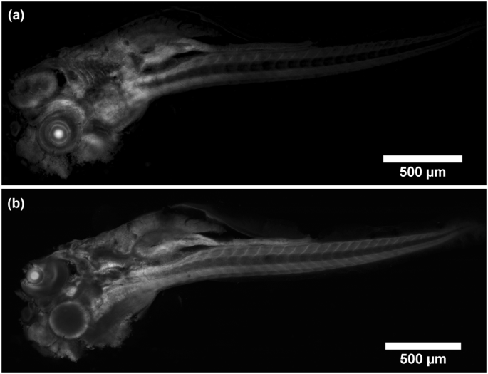 Fast Optical Sectioning for Widefield Fluorescence Mesoscopy with the Mesolens based on HiLo