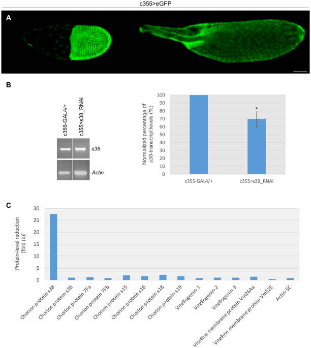 The Indispensable Contribution Of S38 Protein To Ovarian Eggshell Morphogenesis In Drosophila Melanogaster Scientific Reports