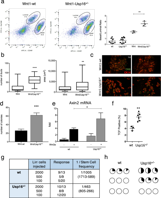 Usp16 modulates Wnt signaling in primary tissues through Cdkn2a regulation