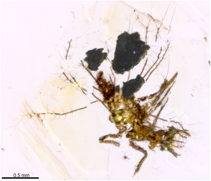 A new spider species from Mexico uses soil particles for camouflage