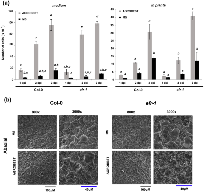 Stable Ph Suppresses Defense Signaling And Is The Key To Enhance Agrobacterium Mediated Transient Expression In Arabidopsis Seedlings Scientific Reports