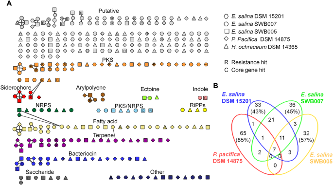 Insights into the κ/ι-carrageenan metabolism pathway of some marine  Pseudoalteromonas species