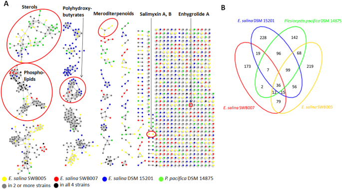 Insights into the κ/ι-carrageenan metabolism pathway of some marine  Pseudoalteromonas species