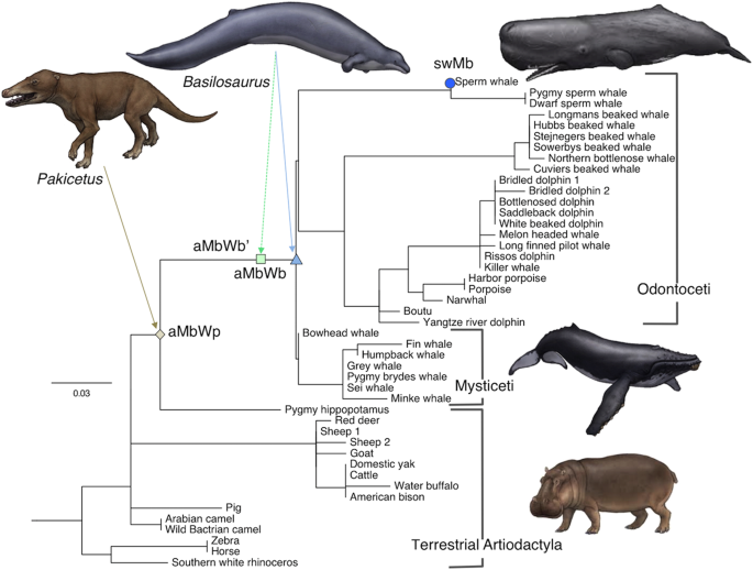 Theoretical evolution tree of deepwoken animal-based races based