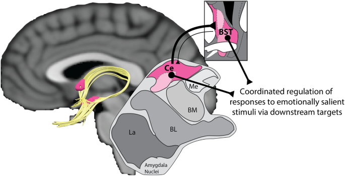 Acute alcohol administration dampens central extended amygdala reactivity |  Scientific Reports