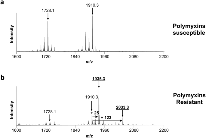 Rapid Detection Of Colistin Resistance In Acinetobacter Baumannii Using Maldi Tof Based Lipidomics On Intact Bacteria Scientific Reports