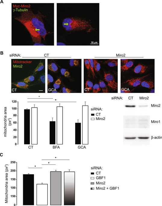 Site-specific phosphorylations of the Arf activator GBF1 differentially  regulate GBF1 function in Golgi homeostasis and secretion versus  cytokinesis