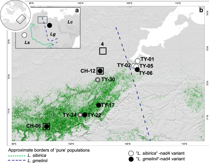 Temporal And Spatial Patterns Of Mitochondrial Haplotype And Species Distributions In Siberian Larches Inferred From Ancient Environmental Dna And Modeling Scientific Reports