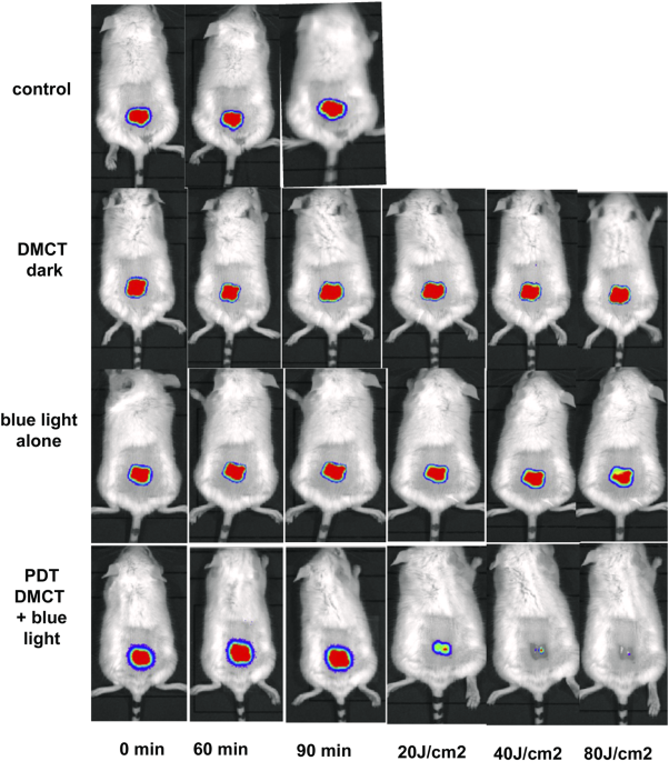 Controlling methylene blue aggregation: a more efficient alternative to  treat Candida albicans infections using photodynamic therapy -  Photochemical & Photobiological Sciences (RSC Publishing)  DOI:10.1039/C8PP00238J