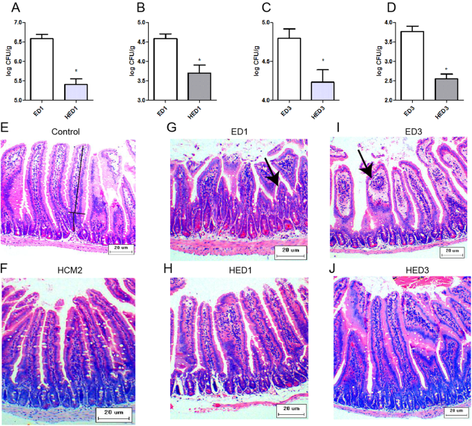 <i>Lactobacillus reuteri</i> HCM2 protects mice against Enterotoxigenic <i>Escherichia coli</i> through modulation of gut microbiota