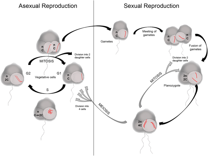 Chromosomal markers in the genus Karenia : Towards an understanding of ...