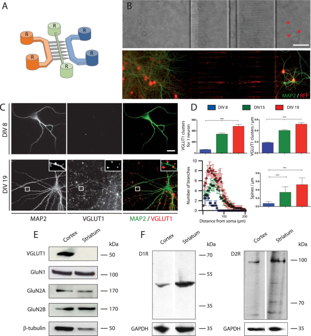Glutamatergic And Dopaminergic Modulation Of Cortico Striatal Circuits Probed By Dynamic Calcium Imaging Of Networks Reconstructed In Microfluidic Chips Scientific Reports
