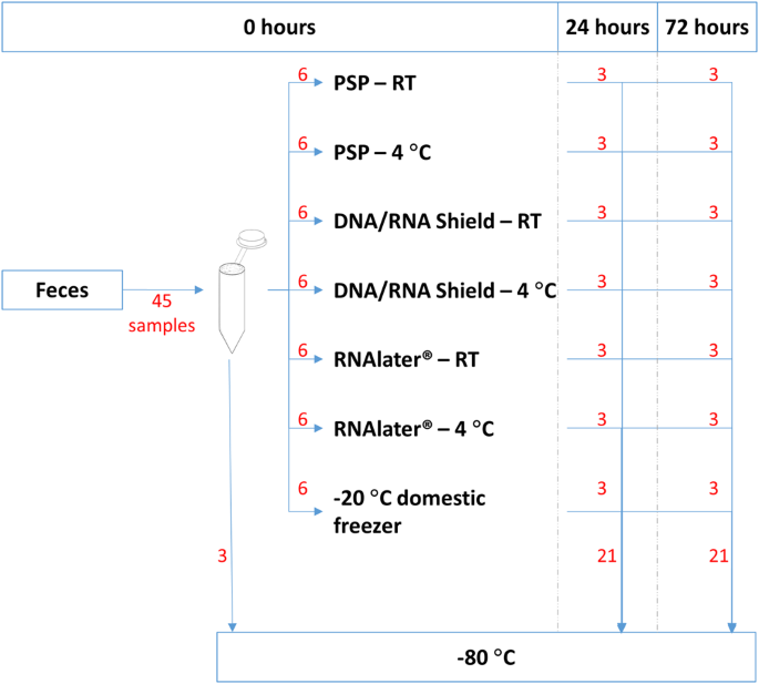 Interpersonal Variations In Gut Microbiota Profiles Supersedes The Effects Of Differing Fecal Storage Conditions Scientific Reports