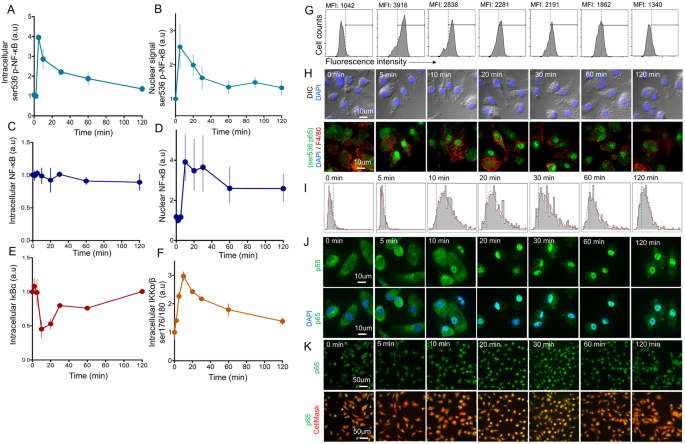 Elevated Pre Activation Basal Level Of Nuclear Nf Kb In Native Macrophages Accelerates Lps Induced Translocation Of Cytosolic Nf Kb Into The Cell Nucleus Scientific Reports