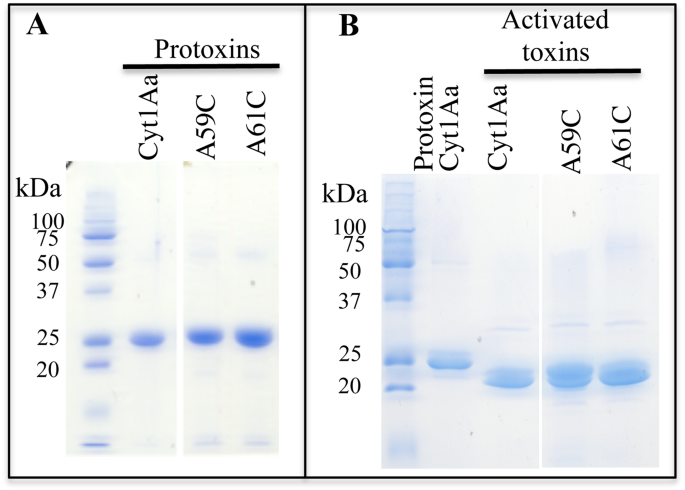 Susceptible and mcry3a resistant corn rootworm larvae killed by a non-hemolytic bacillus thuringiensis cyt1aa mutant