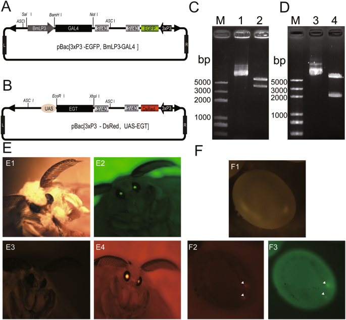 The Expression Of Ecdysteroid Udp Glucosyltransferase Enhances Cocoon Shell Ratio By Reducing Ecdysteroid Titre In Last Instar Larvae Of Silkworm Bombyx Mori Scientific Reports