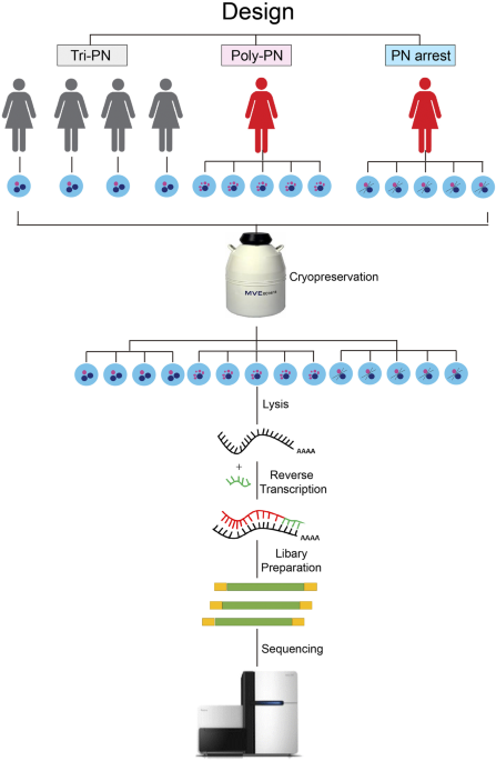 Transcriptome profiling of human oocytes experiencing recurrent total fertilization failure