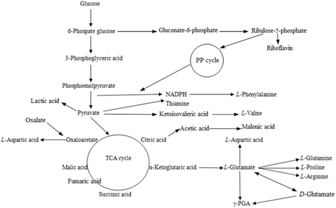Stimulatory Effects Of Amino Acids On G Polyglutamic Acid Production By Bacillus Subtilis Scientific Reports