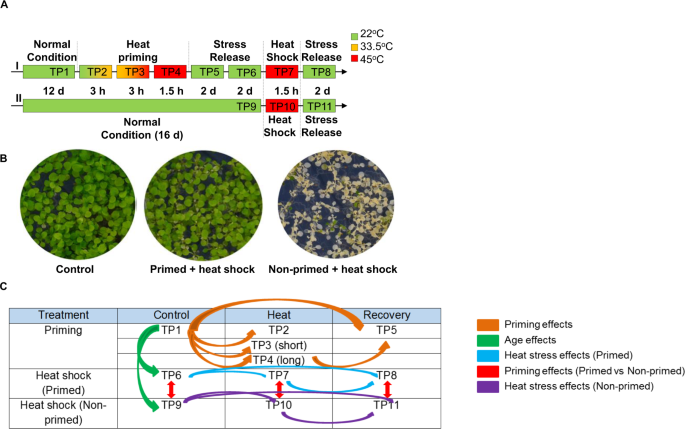 Thermopriming reprograms metabolic homeostasis to confer heat tolerance | Scientific Reports Thermopriming reprograms metabolic homeostasis to confer heat tolerance | Scientific Reports