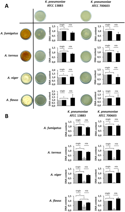Klebsiella pneumoniae prevents spore germination and hyphal development of  Aspergillus species | Scientific Reports