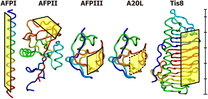 Ice Recrystallization Is Strongly Inhibited When Antifreeze Proteins Bind To Multiple Ice Planes Scientific Reports