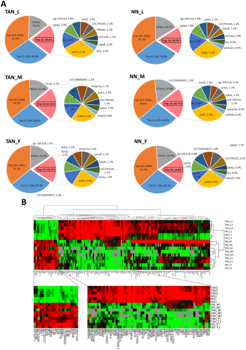 Transcriptomic profiles of tumor-associated neutrophils reveal prominent roles in enhancing angiogenesis in liver tumorigenesis in zebrafish