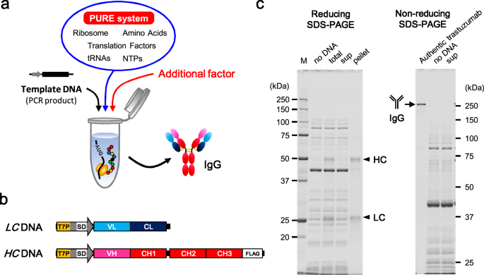 IgG binding assays using a purified IgG and b human serum. F, feed