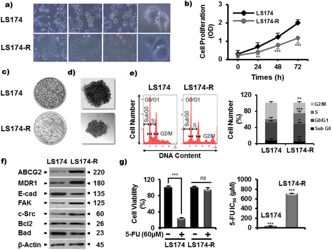 The Phenolic Compound Kaempferol Overcomes 5 Fluorouracil Resistance In Human Resistant Ls174 Colon Cancer Cells Scientific Reports
