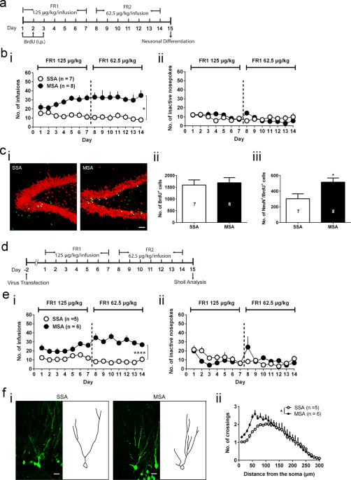 Dentate Gyrus M Opioid Receptor Mediated Neurogenic Processes Are Associated With Alterations In Morphine Self Administration Scientific Reports