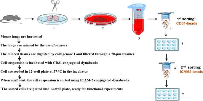 A simple protocol for isolating mouse lung endothelial cells | Scientific Reports A simple protocol for isolating mouse lung endothelial cells | Scientific Reports