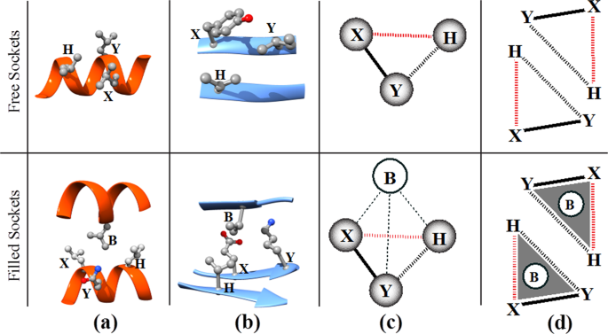 Exploring the Specificity of Rationally Designed Peptides