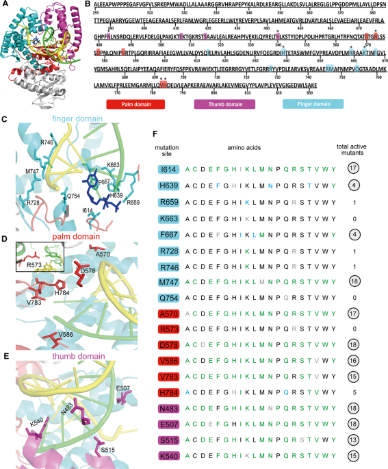 thermus aquaticus dna polymerase