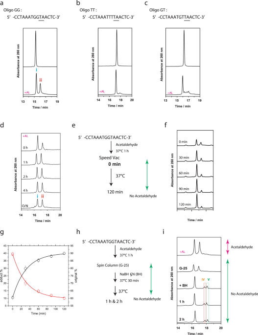 Acetaldehyde Forms Covalent Gg Intrastrand Crosslinks In Dna Scientific Reports