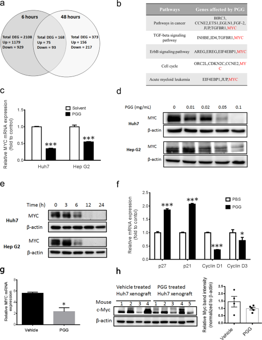 Induction Of Gnmt By 1 2 3 4 6 Penta O Galloyl Beta D Glucopyranoside Through Proteasome Independent Myc Downregulation In Hepatocellular Carcinoma Scientific Reports