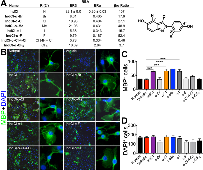 Analogues Of Erb Ligand Chloroindazole Exert Immunomodulatory And