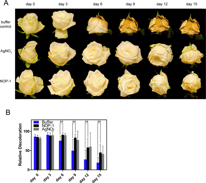 The NOP1 peptide derived from the central regulator of ethylene