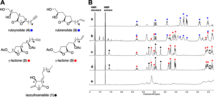 Biosynthetic Investigation Of G Lactones In Sextonia Rubra Wood Using In Situ Tof Sims Ms Ms Imaging To Localize And Characterize Biosynthetic Intermediates Scientific Reports